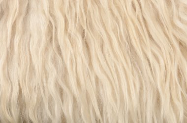 koyun derisi doku arka kapatmak