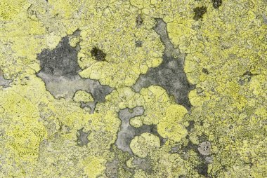 doğal taş arka kapatmak