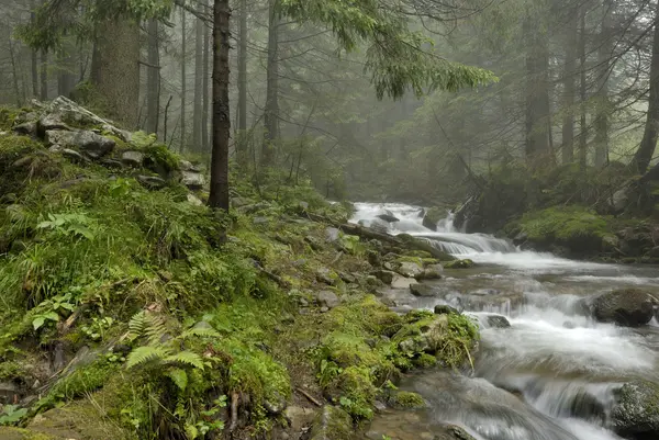 Bellissimo fiume di montagna nella foresta dei Carpazi — Foto Stock