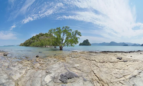 mangrov ağaçlar ve küçük adalar güzel sahne