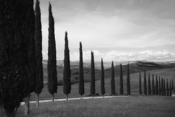 Typiska Toscana landskap med cypress — Stockfoto