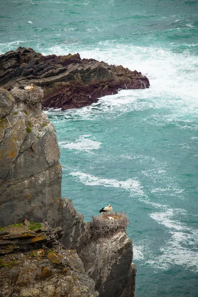 Storks on cliff portugal — Stock Photo, Image