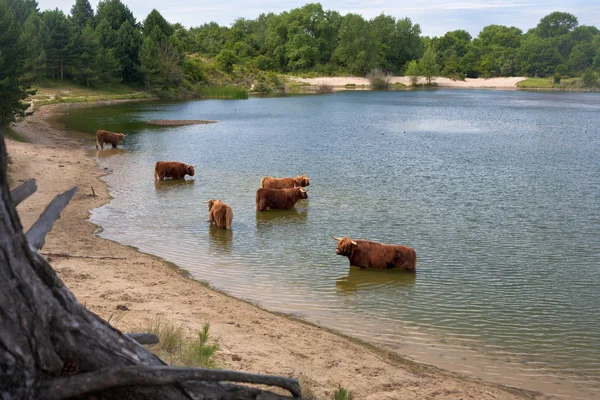 スコットランドのハイランド牛 — ストック写真