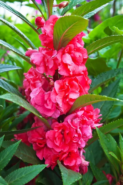 Schöner roter Flover — Stockfoto