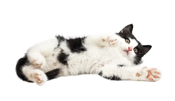 Beautiful black and white little kitten — Stock Photo, Image