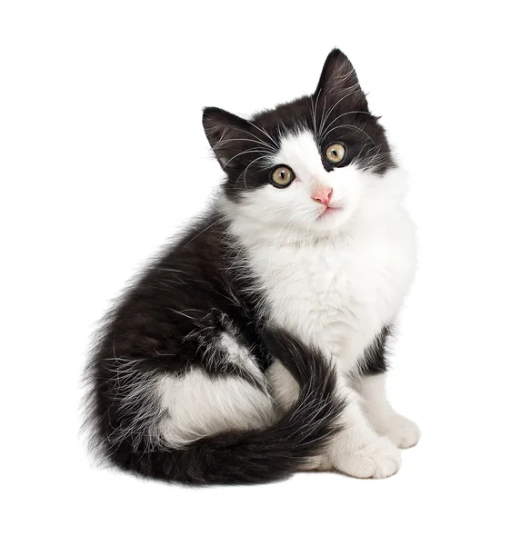 Black and white little kitten — Stock Photo, Image