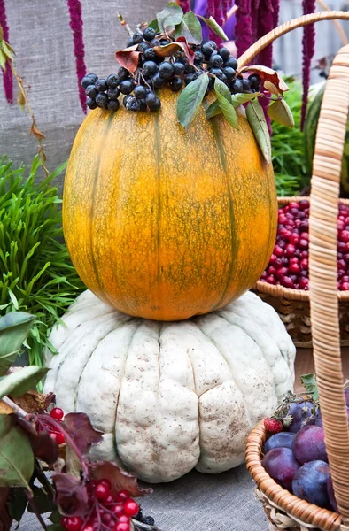 Bellissimo raccolto autunnale — Foto Stock