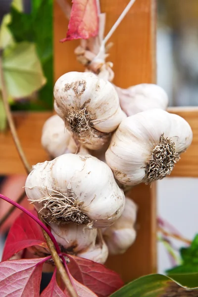 Bunch of fresh garlic — Stock Photo, Image