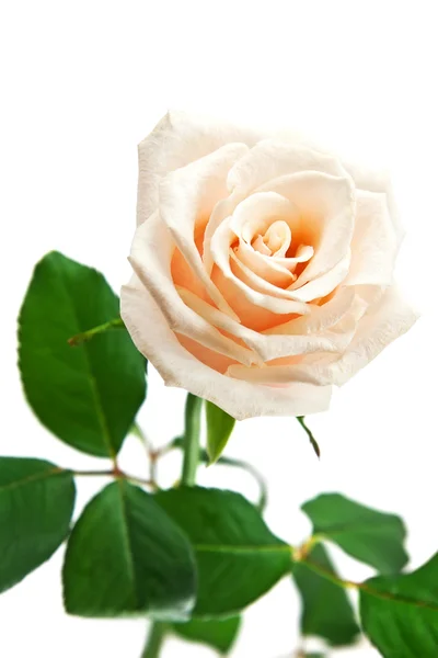Krásná růže — Stock fotografie