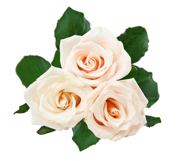 Красивые белые розы — стоковое фото