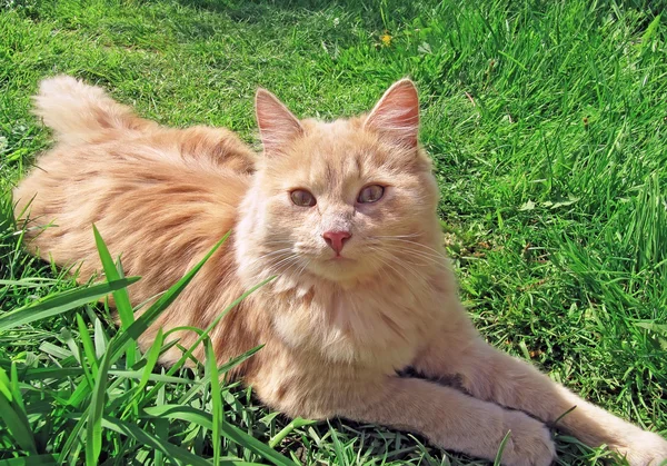 Jovem gato vermelho — Fotografia de Stock