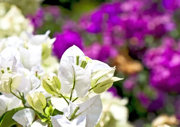 Białe i czerwone kwiaty — Zdjęcie stockowe