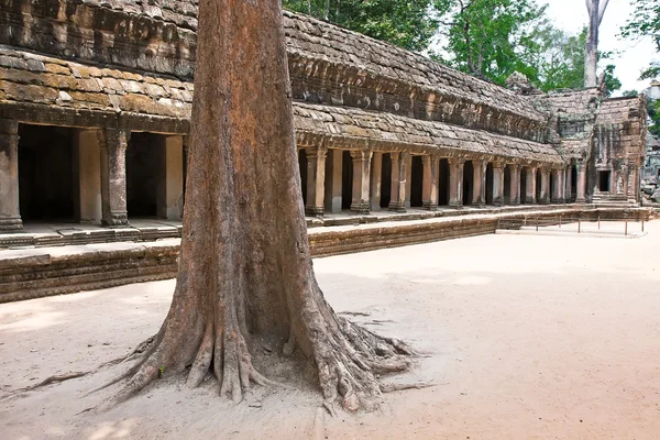 Templo de Ta Prohm, Angkor Wat, Camboja — Fotografia de Stock