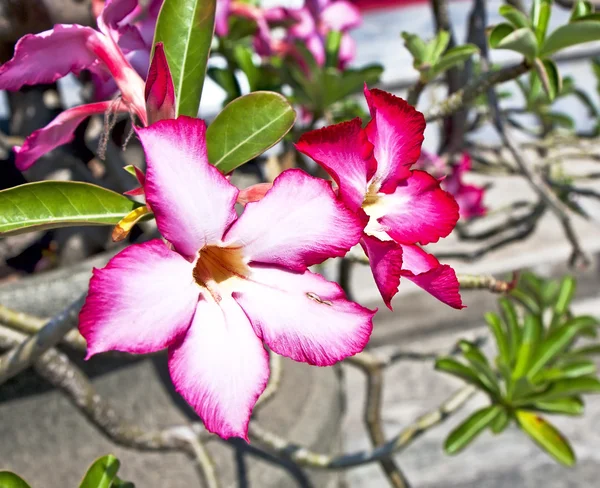 Röd exotisk blomma i trädgården — Stockfoto