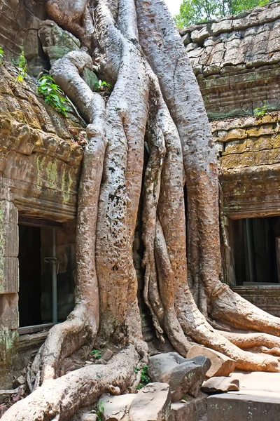 タ ・ プローム寺院、アンコール ワット、カンボジア — ストック写真
