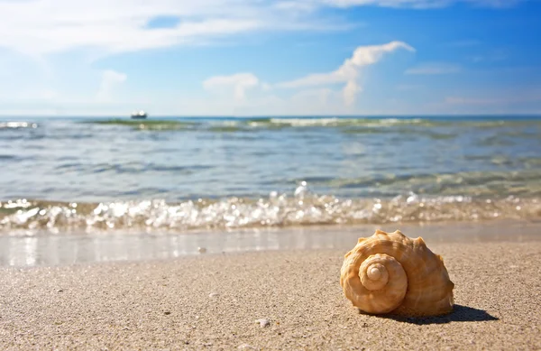 Sea shell on the sandy beach Royalty Free Stock Photos