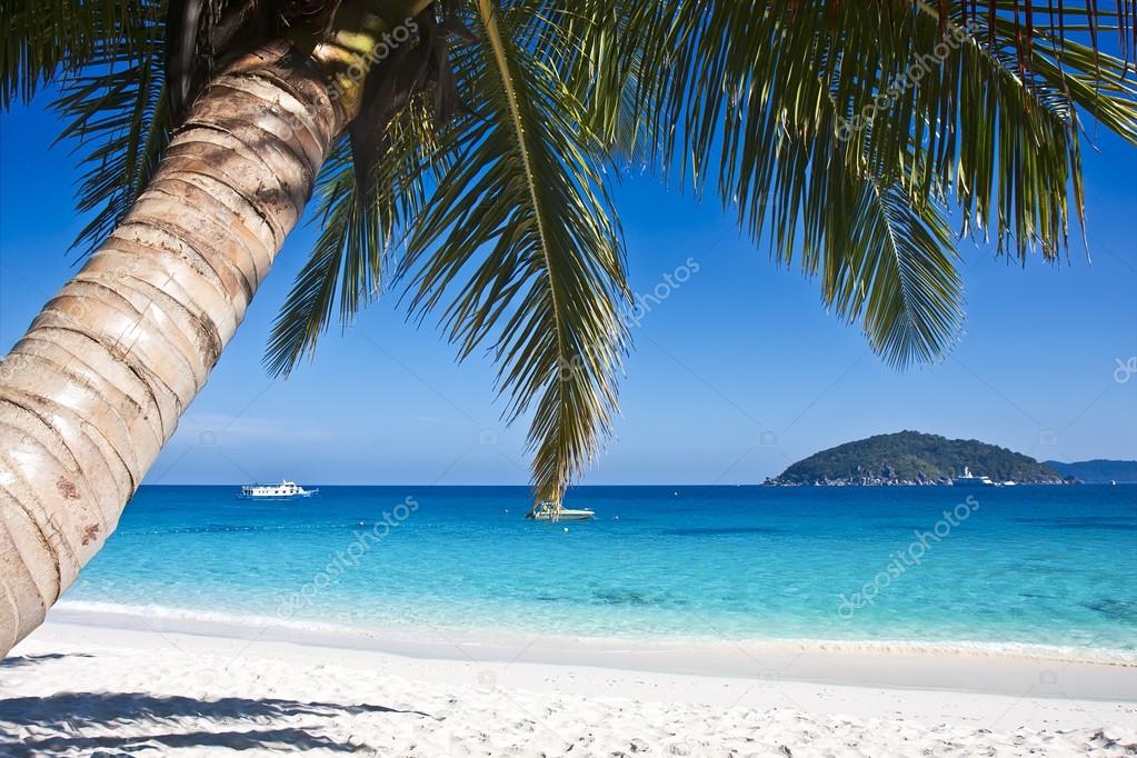 Tropical white sand beach with palm trees