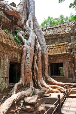 Antik, ta angkor wat, Kamboçya prohm Tapınağı kalıntıları