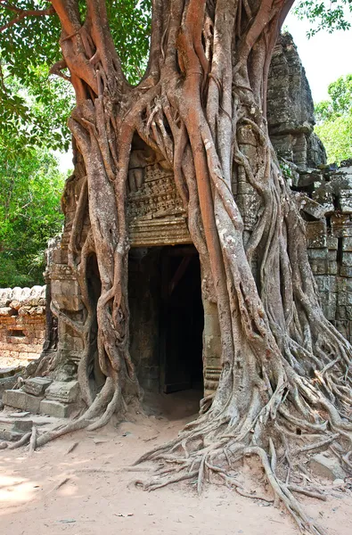 Riesiger baum, der über den ruinen des ta prohm tempels in angkor w wächst — Stockfoto