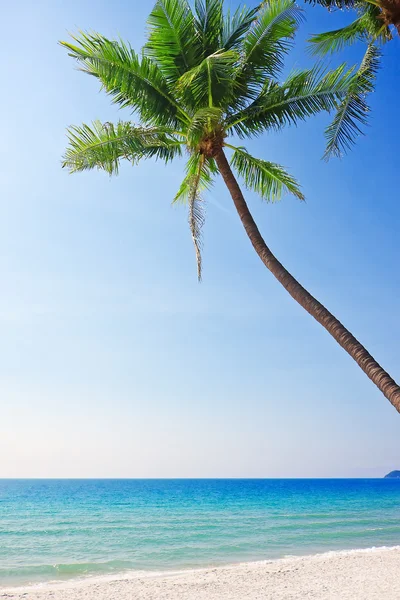 Praia de areia branca com palmeiras . — Fotografia de Stock