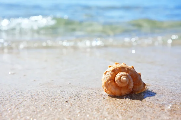 Sea shell — Stock fotografie