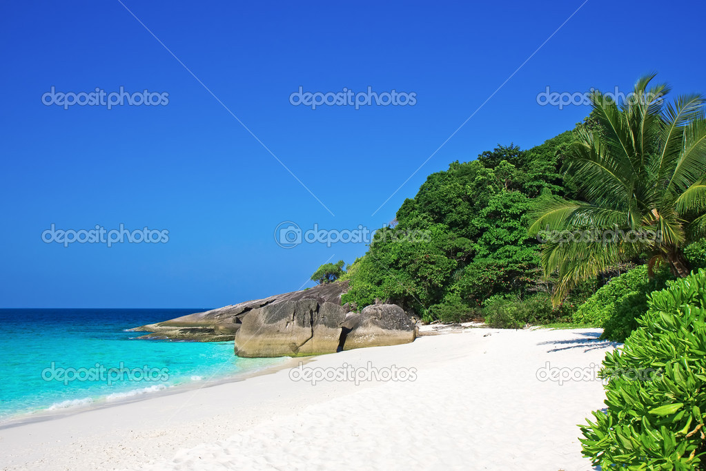 Tropical white sand beach with palm trees