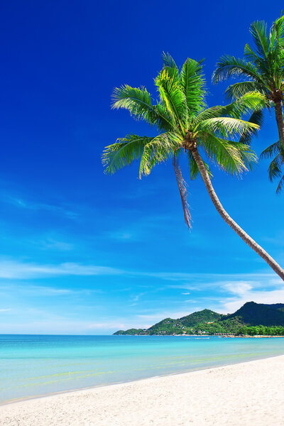 Tropical white sand beach with palm trees