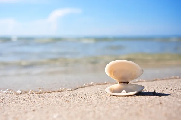 Sea shell with pearl — Stock Photo, Image