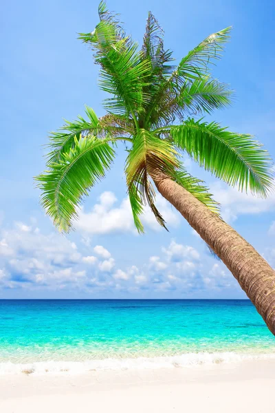 Playa tropical con palmera — Foto de Stock