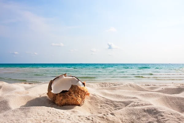 Frische Kokosnuss am Sandstrand — Stockfoto