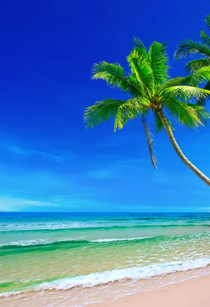 Tropical white sand with palm trees Stock Picture