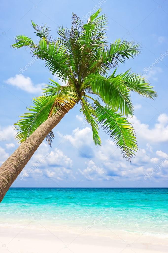 Tropical white sand beach with palm tree