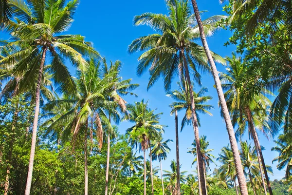 Coconut palm — Stock Photo, Image