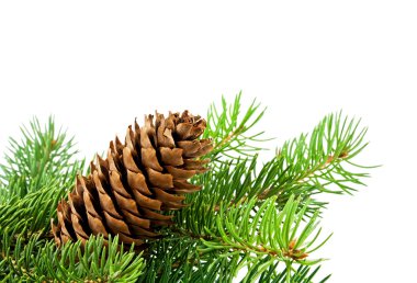 Noel ağacı ve koniler