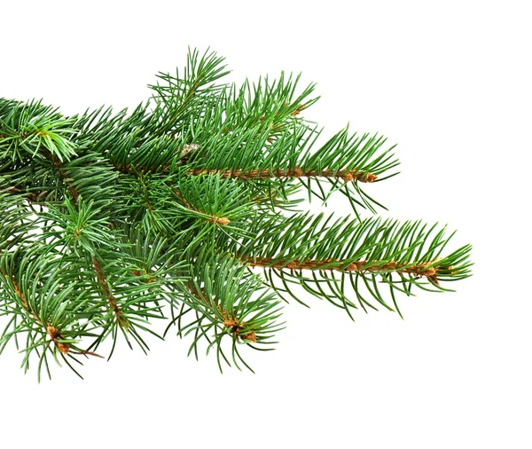 Tak van de kerstboom — Stockfoto