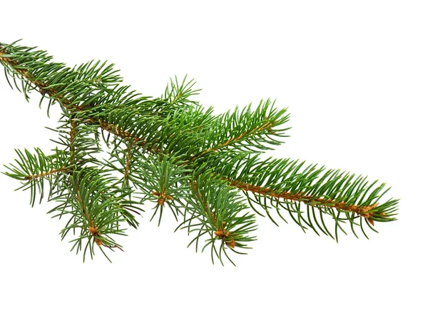 Tak van de kerstboom — Stockfoto