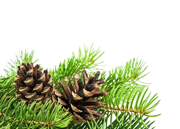 Kerstboom en kegels — Stockfoto