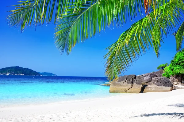 Tropical white sand beach with palm trees — Stock Photo, Image