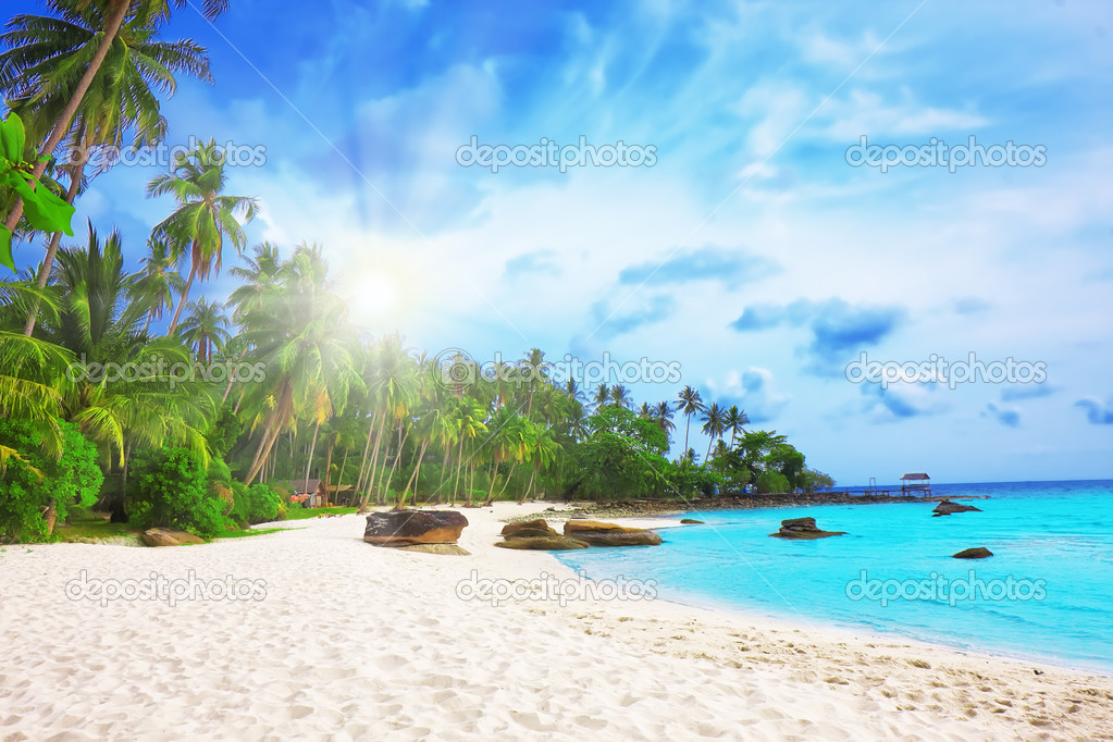 Palm trees in tropical perfect beach
