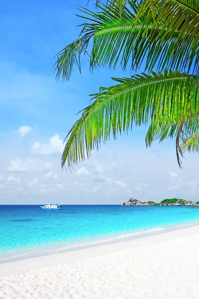 Palmträd i tropiska stranden — Stockfoto