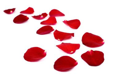 Beyaz üzerine izole gül yaprakları