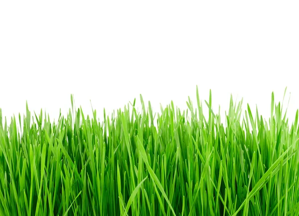 Groen gras — Stockfoto