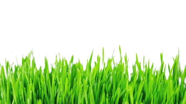 Beyaz arkaplanda yeşil çimenler izole edilmiş — Stok fotoğraf