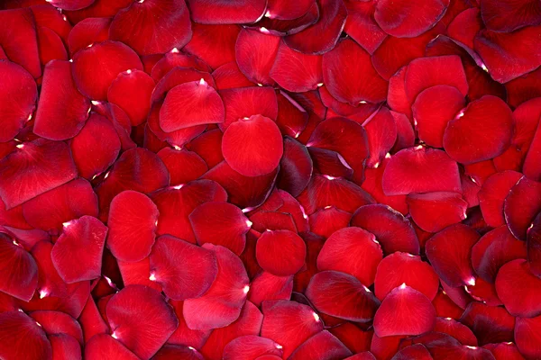 Rose petals background — Stock Photo, Image