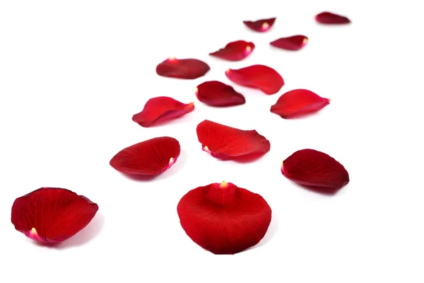 Pétales de rose rouge isolés sur blanc — Photo