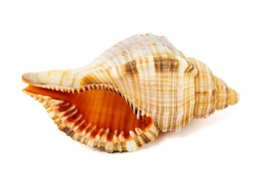 beyaz arka planda deniz kabuğu