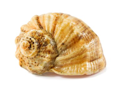 beyaz izole seashell