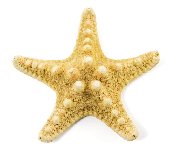 Estrela-do-mar sobre um fundo branco — Fotografia de Stock