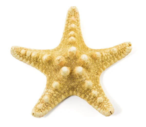 Starfish  on a white background — Stock Photo, Image