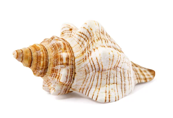 Beyaz izole seashell — Stok fotoğraf